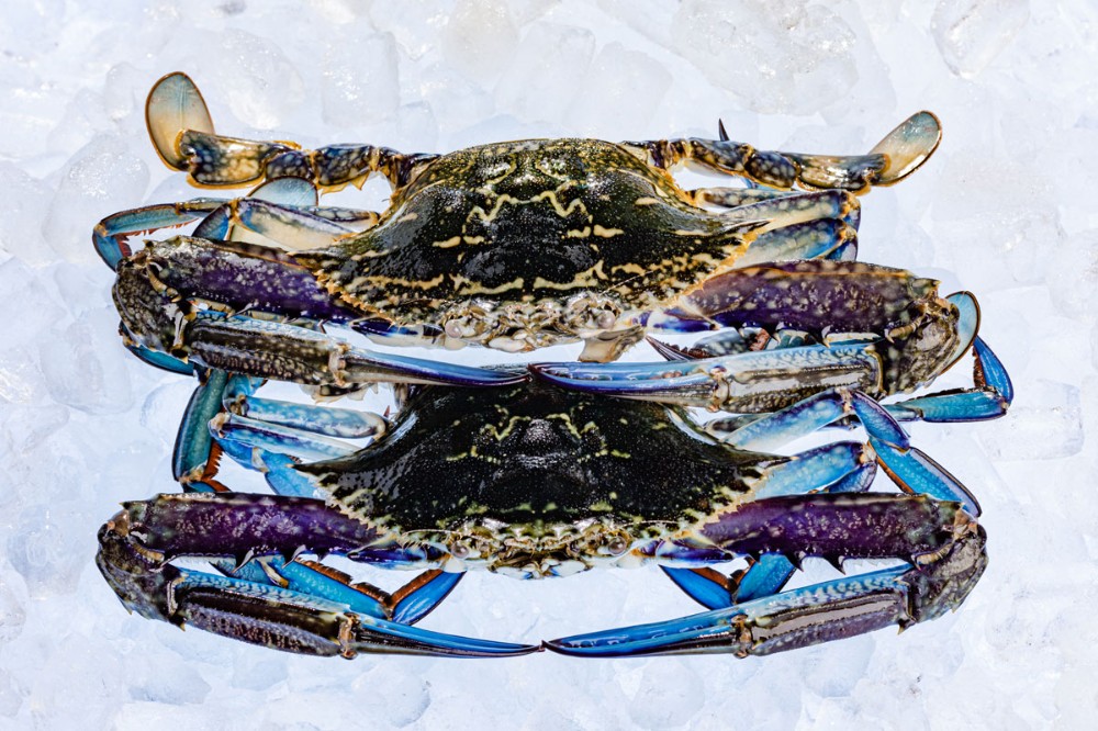 Crab Blue Swimmer