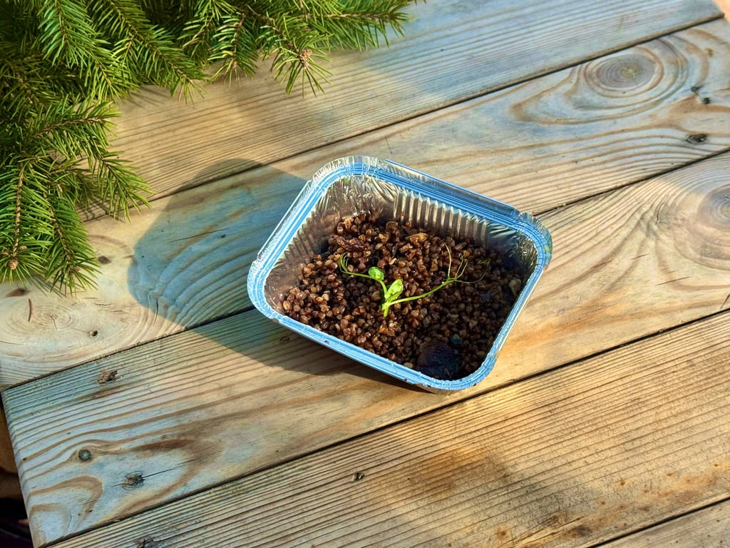 Гречка з білими грибами