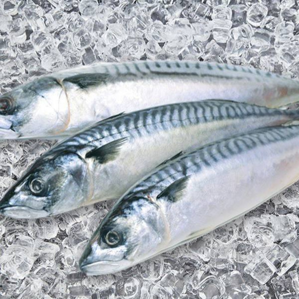 Скумбрія с/м 450-600 Denholm