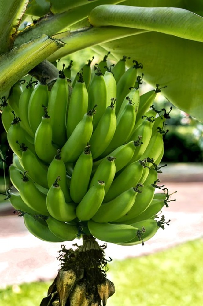 PLÁTANO