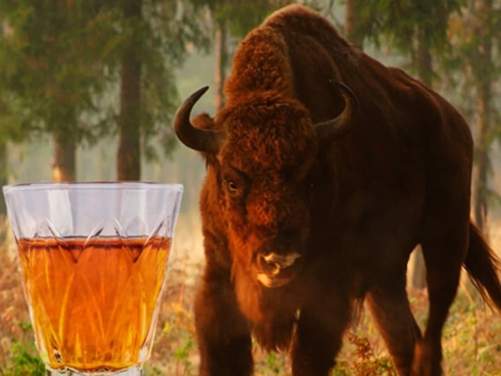 Настоянка Зубрівка