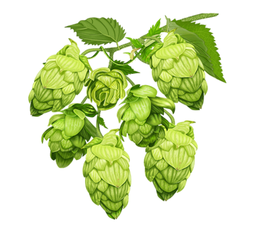 Сидр Кухва З хмелем, ABV 6.5-8%, 0.33л