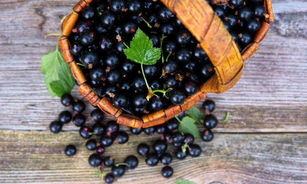 Смородина чорноплідна 50 г