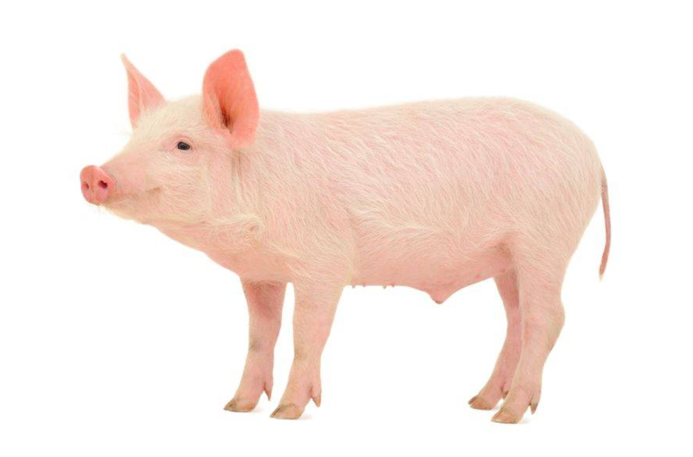 DONER Свинячий звичайний