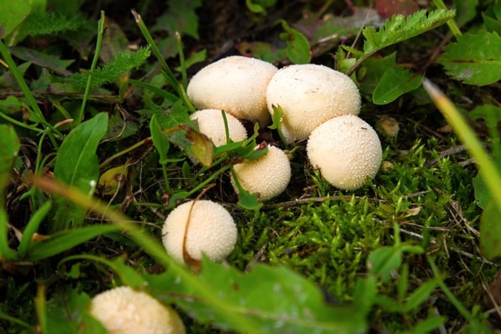 Дождевик/лонг