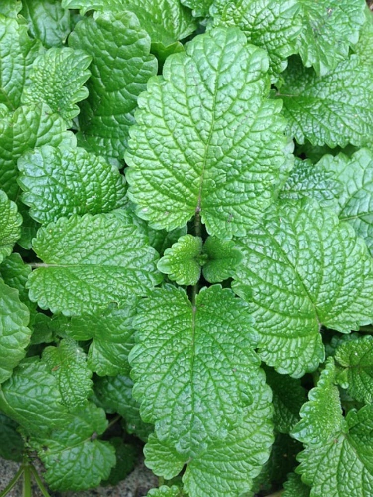 Mint 2gr