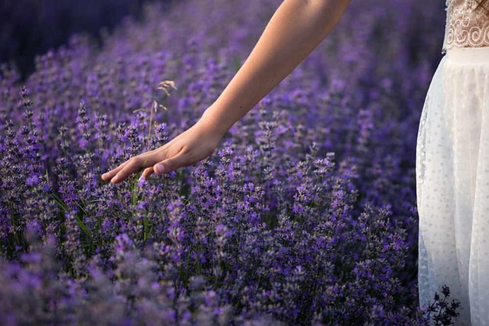 Lavender Ade LARGE / ლავანდის ადე დიდი
