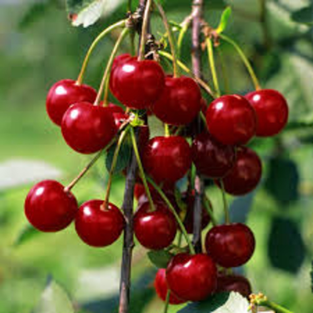 Наш Сік Вишня 0,95л