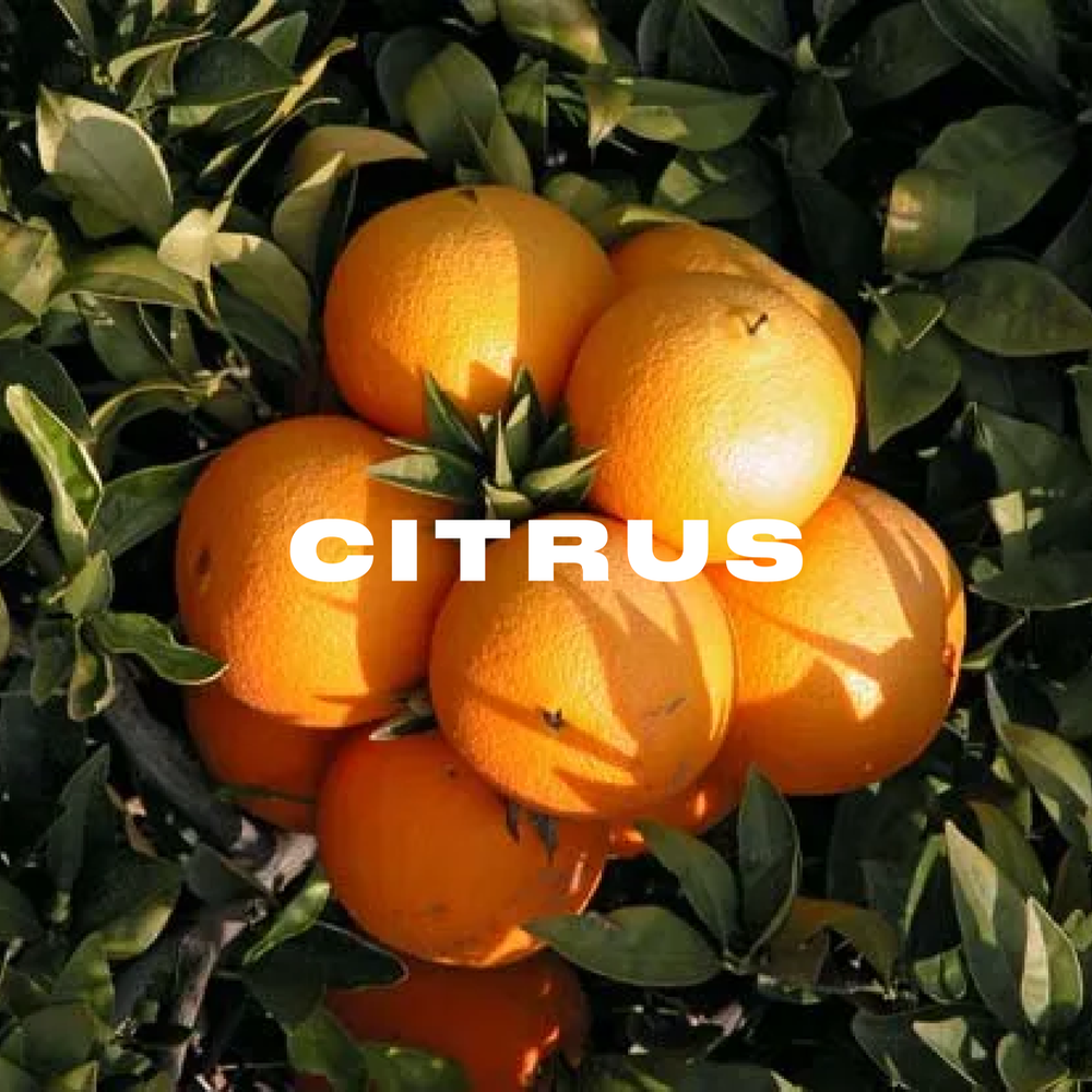 Citrus lemonade