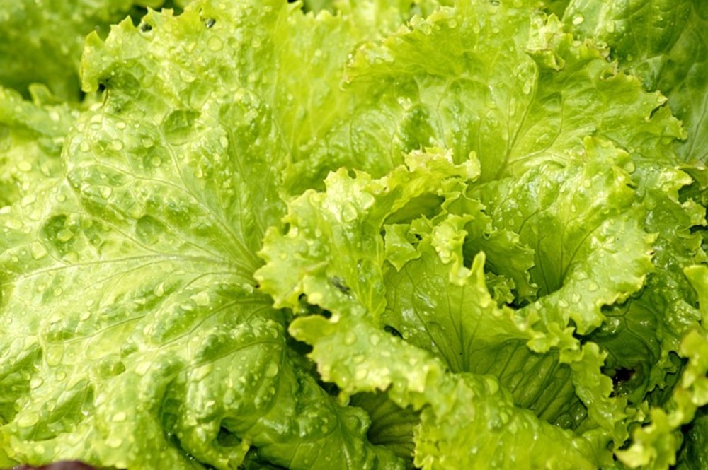 Extra Lettuce Salad