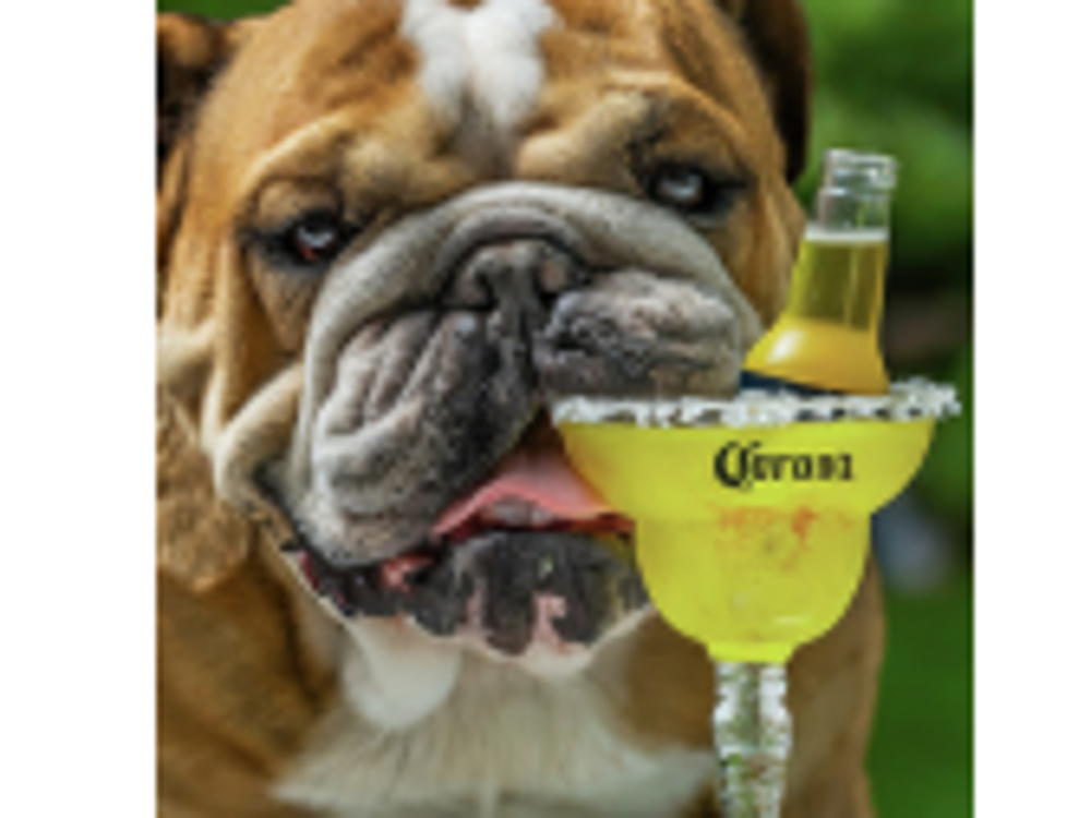Bulldog