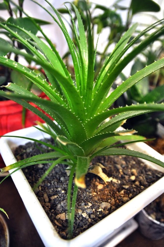 Suplemento Aloe Vera