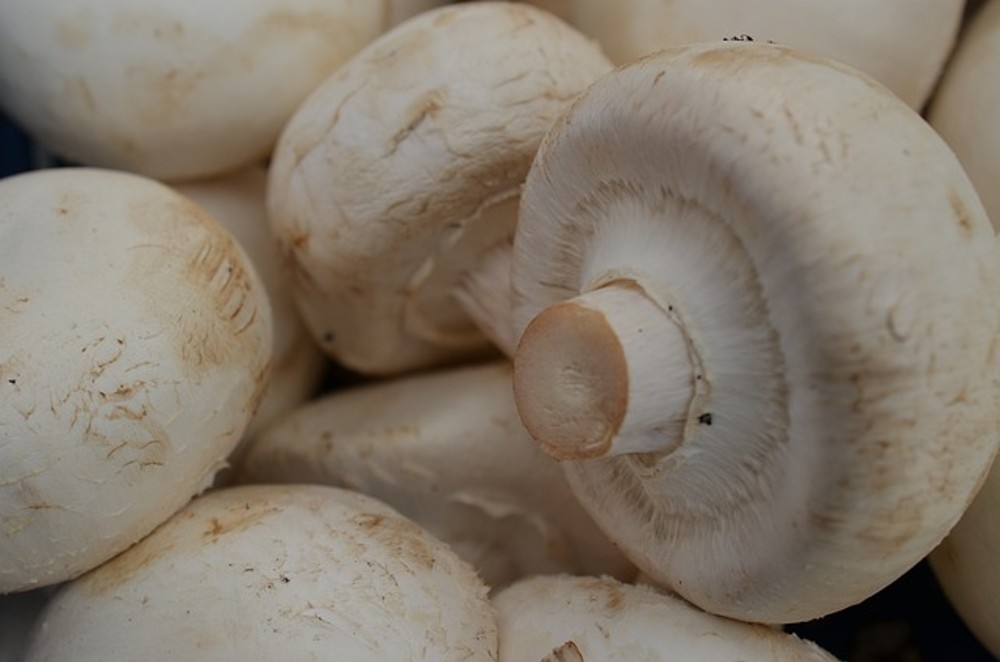 CHAMPIÑONES