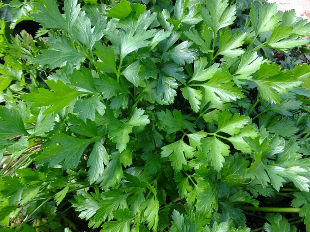 Porcion de Ensalada de vegetales