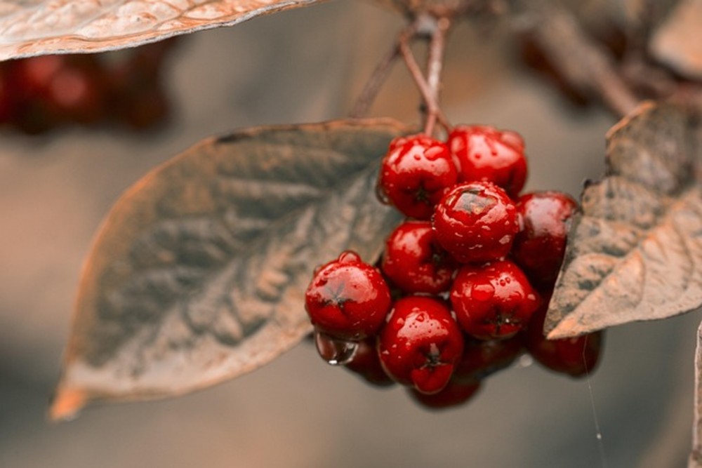 Goji Berries