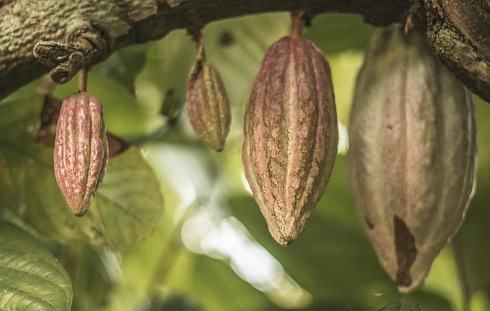 Cacao