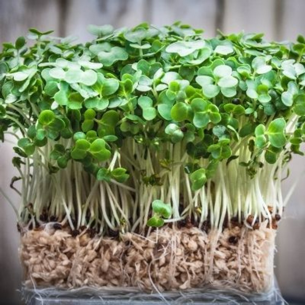 Microgreens 1 box