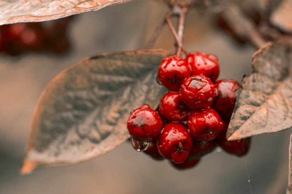 Goji Berries