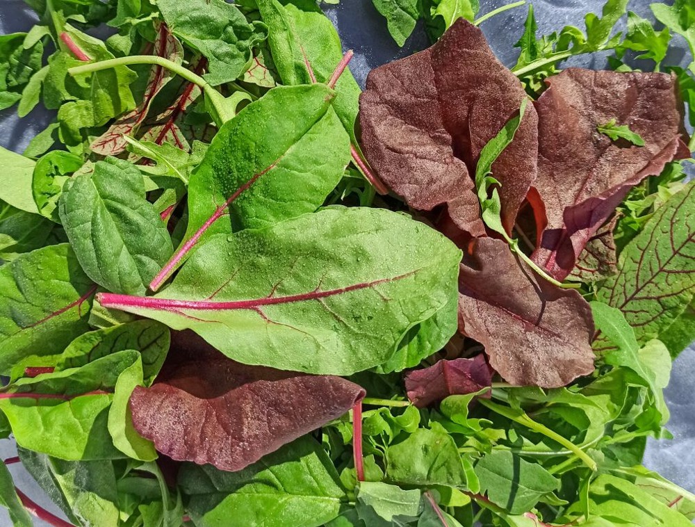 Мікс салату