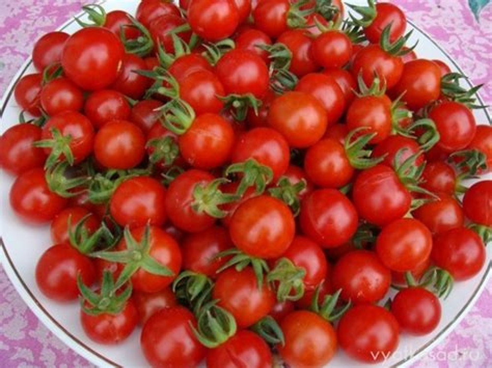 Помідори чері