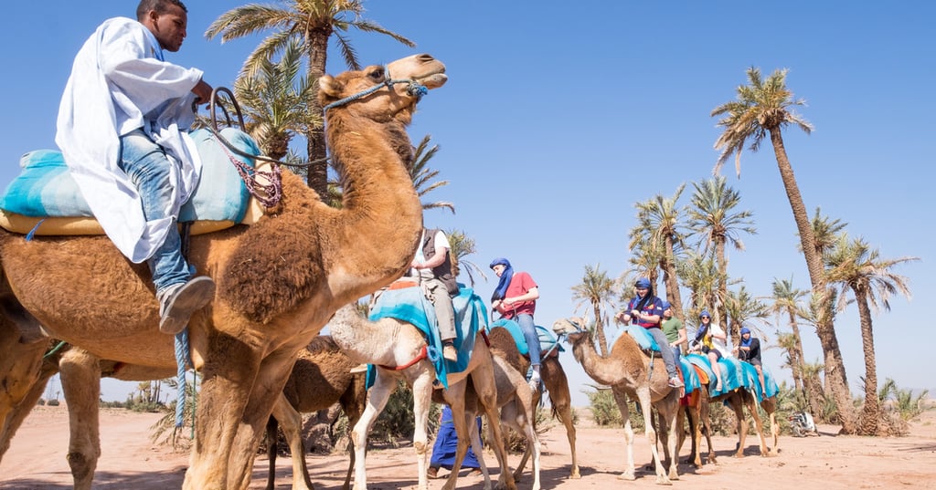 Camel Ride 1 Pax