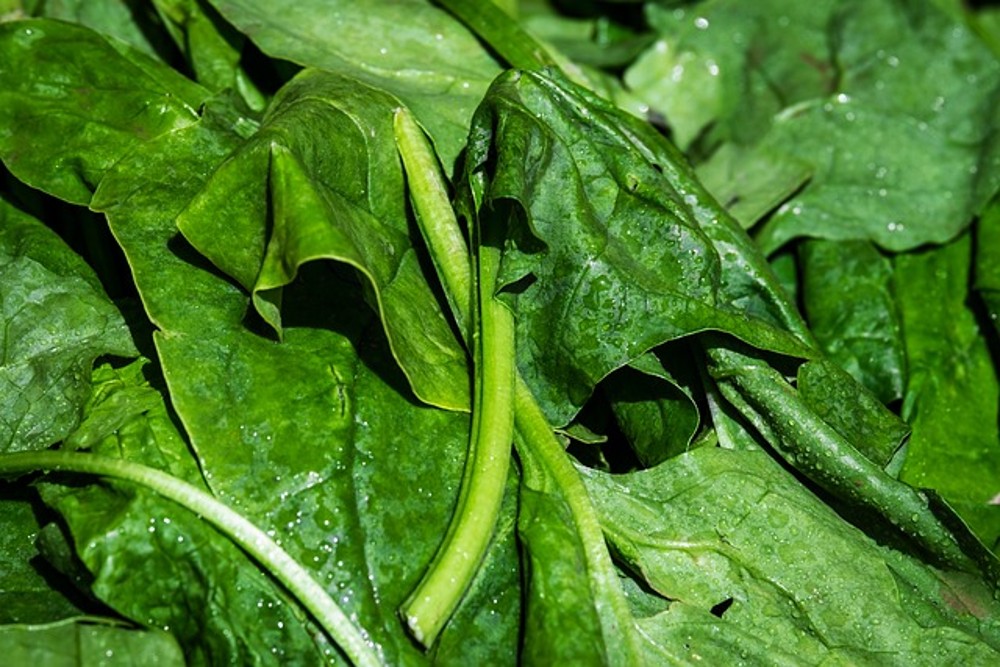 Extra espinaca 10gr