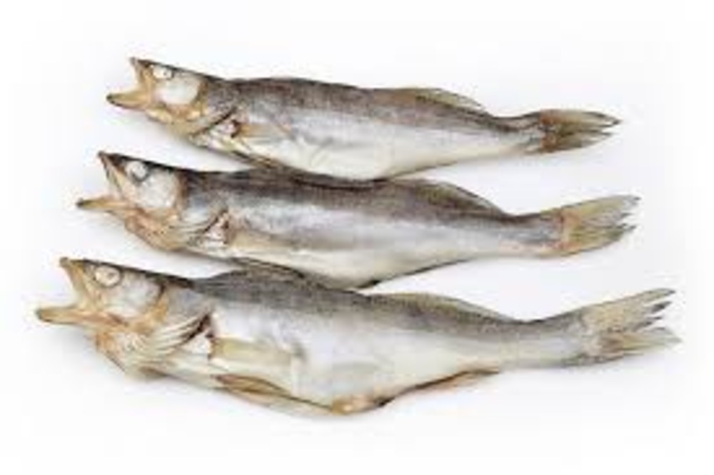 Судак (великий)