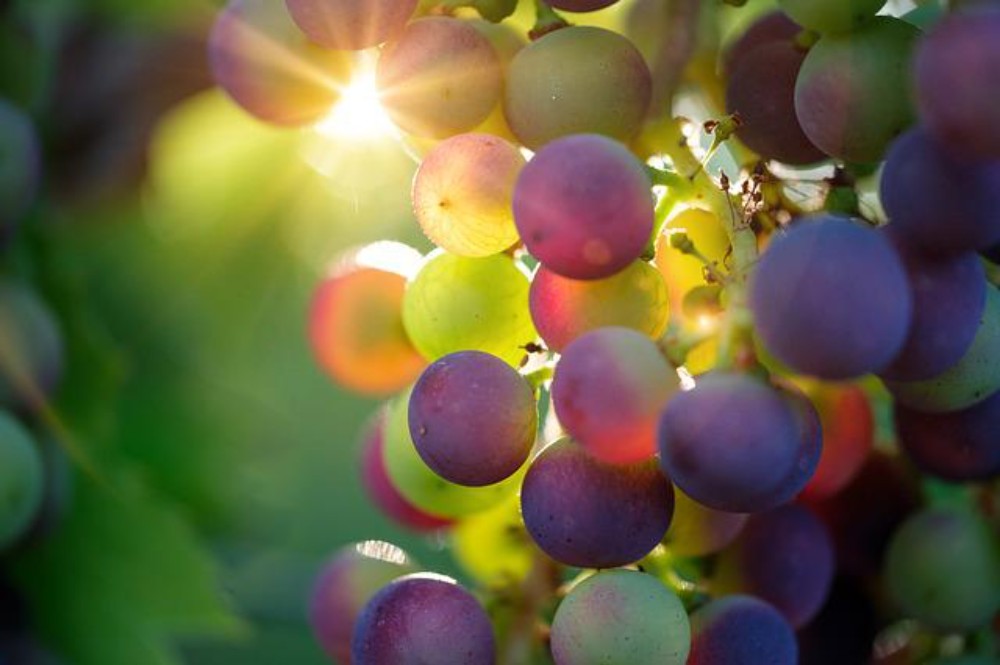 FANTA GRAPE 2L