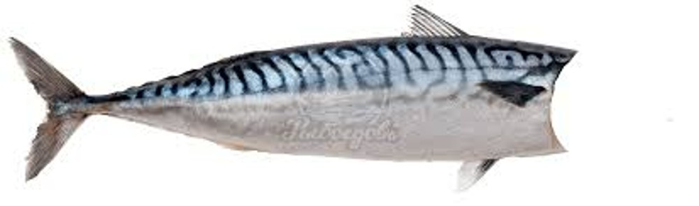 Скумбрія с/с,кг