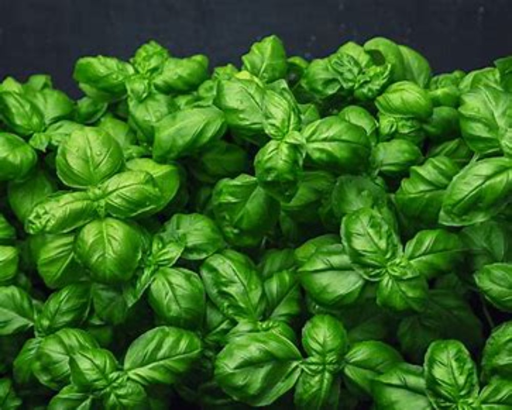 Fresh Basil