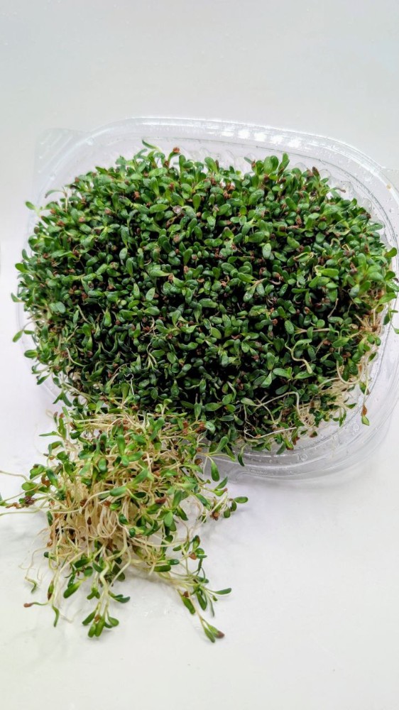 Паростки люцерна