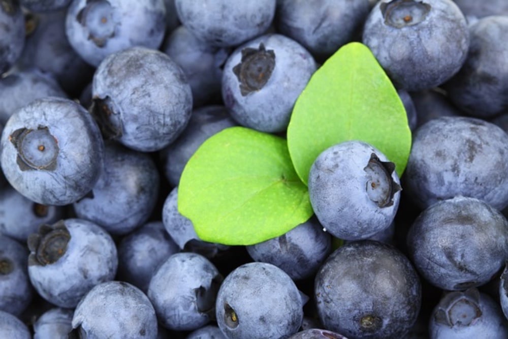 Blueberry perla explosiva 