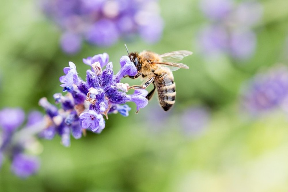 Lavanda Foam