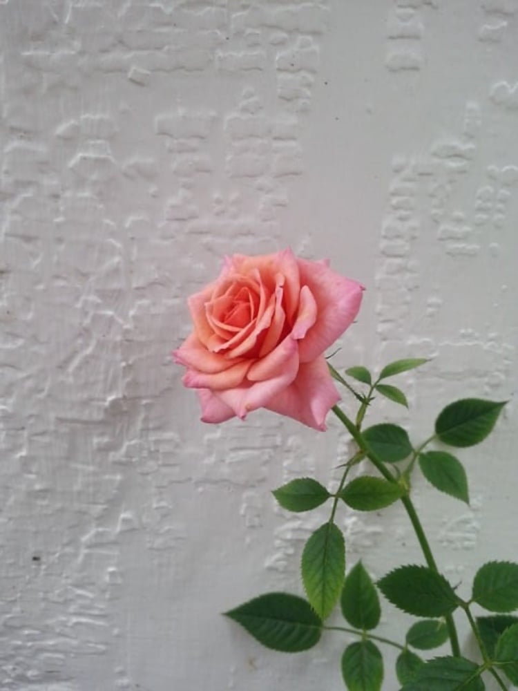 Smoothie Rosas