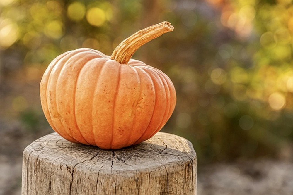 M - Calabaza c