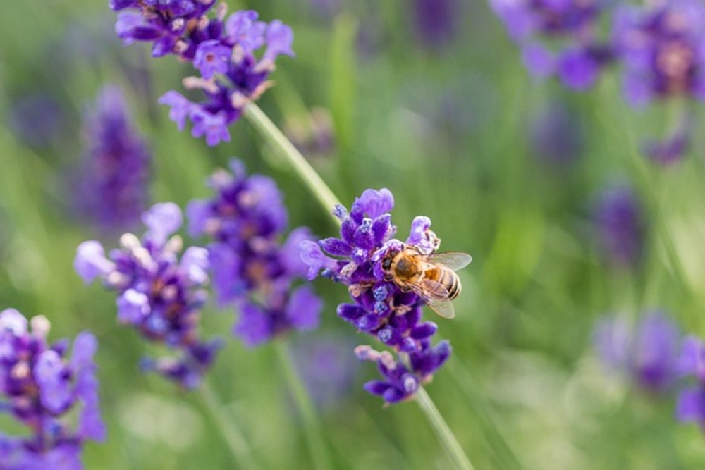 Lavanda