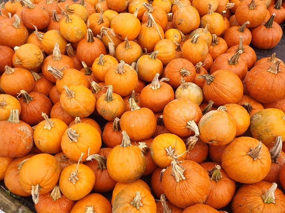 G - Calabaza