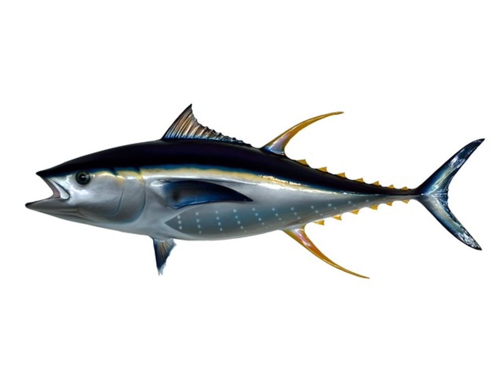 Mimosa with tuna