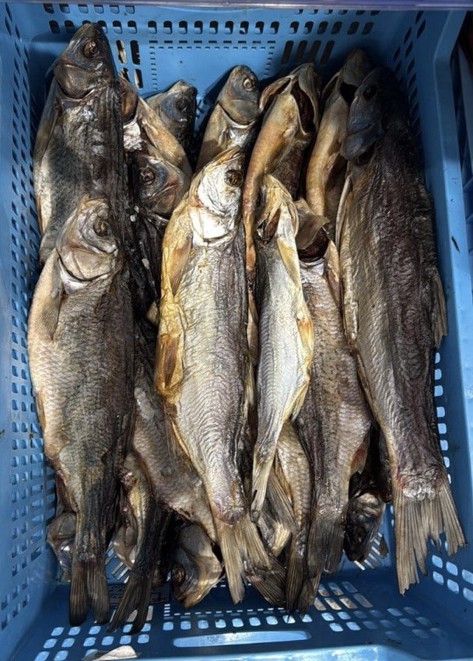 Вязь в'ялений (Белоконь)