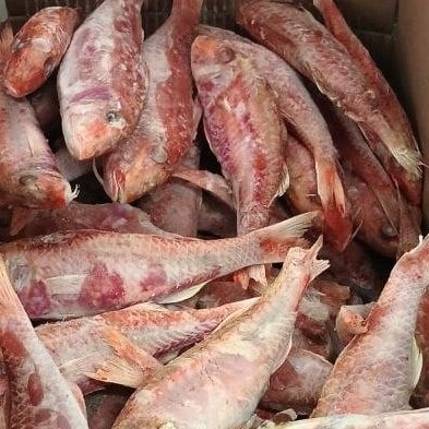 Барабуля морожена