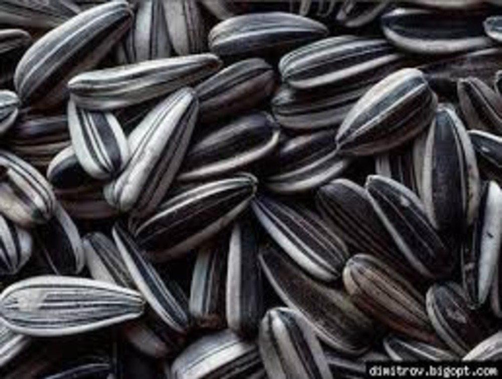 Насіння Соняшника