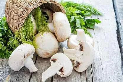 MUSHROOMS / ШАМПИНЬОНЫ