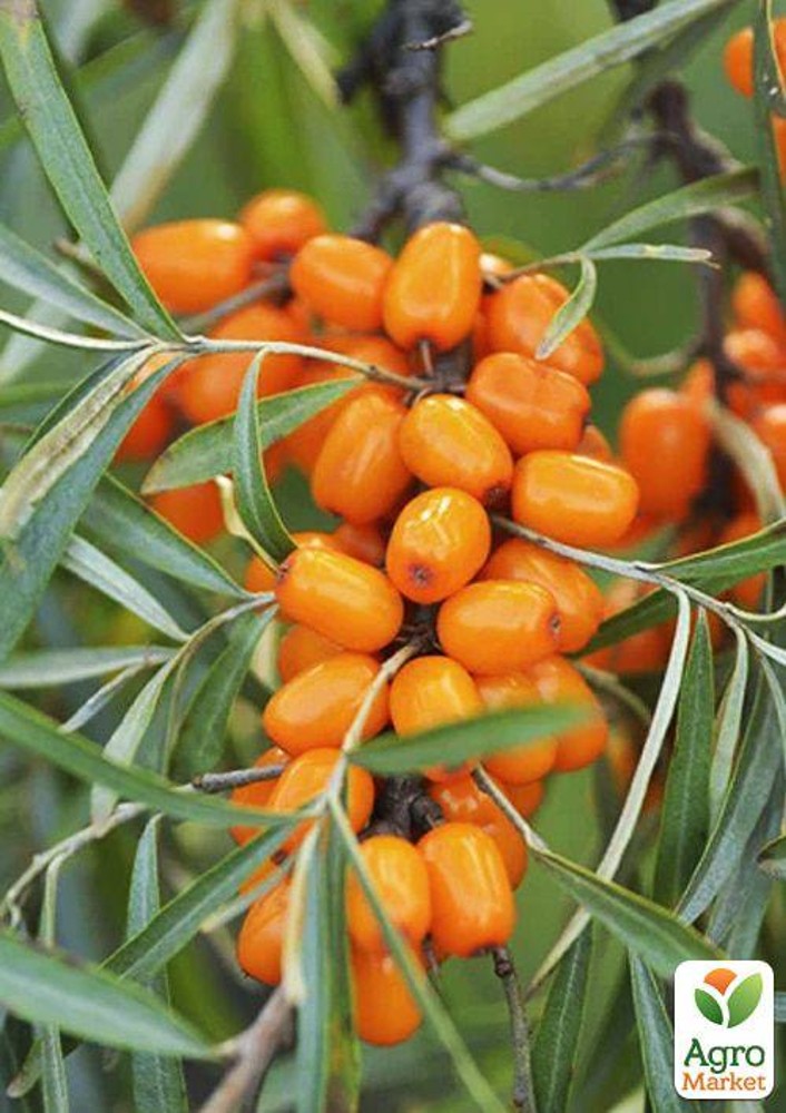 Чай імбир-обліпиха