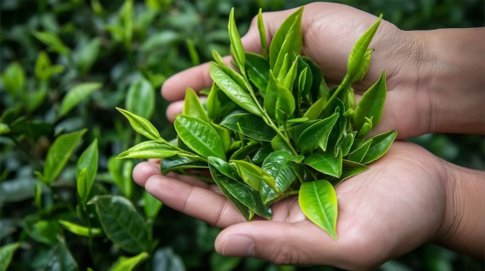 Sencha