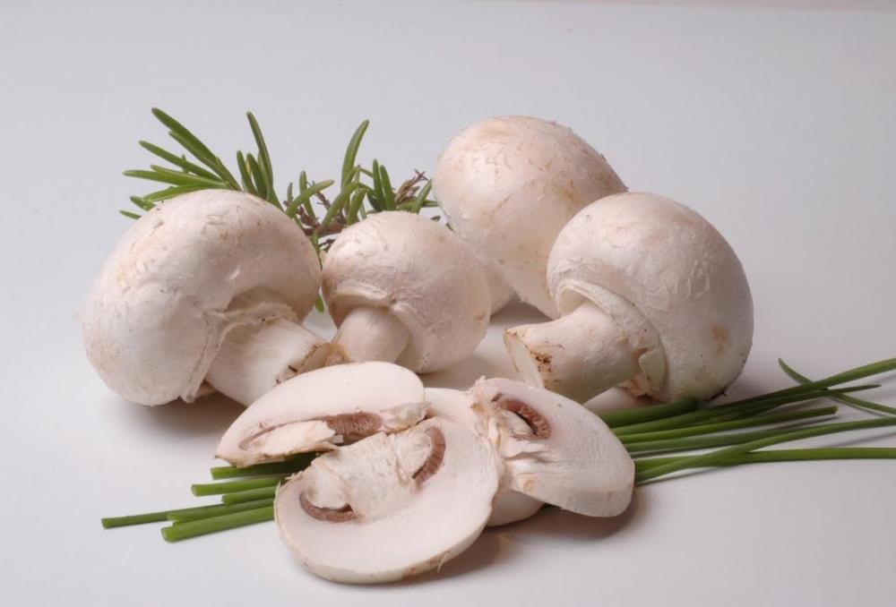 Шампіньйони, печериці