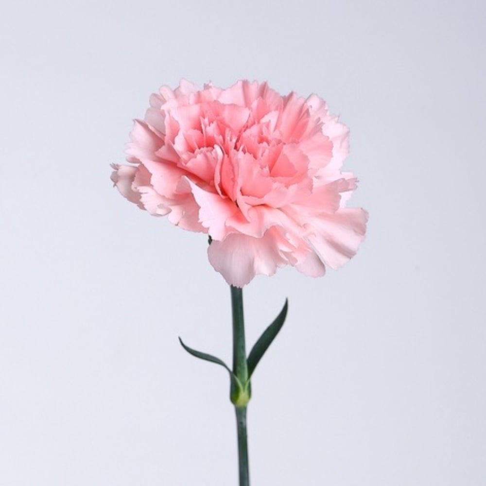 Гвоздика (рожева)