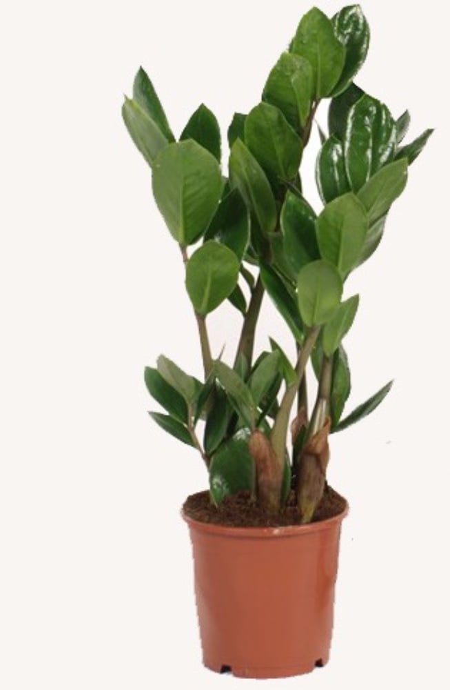 Заміокулькас