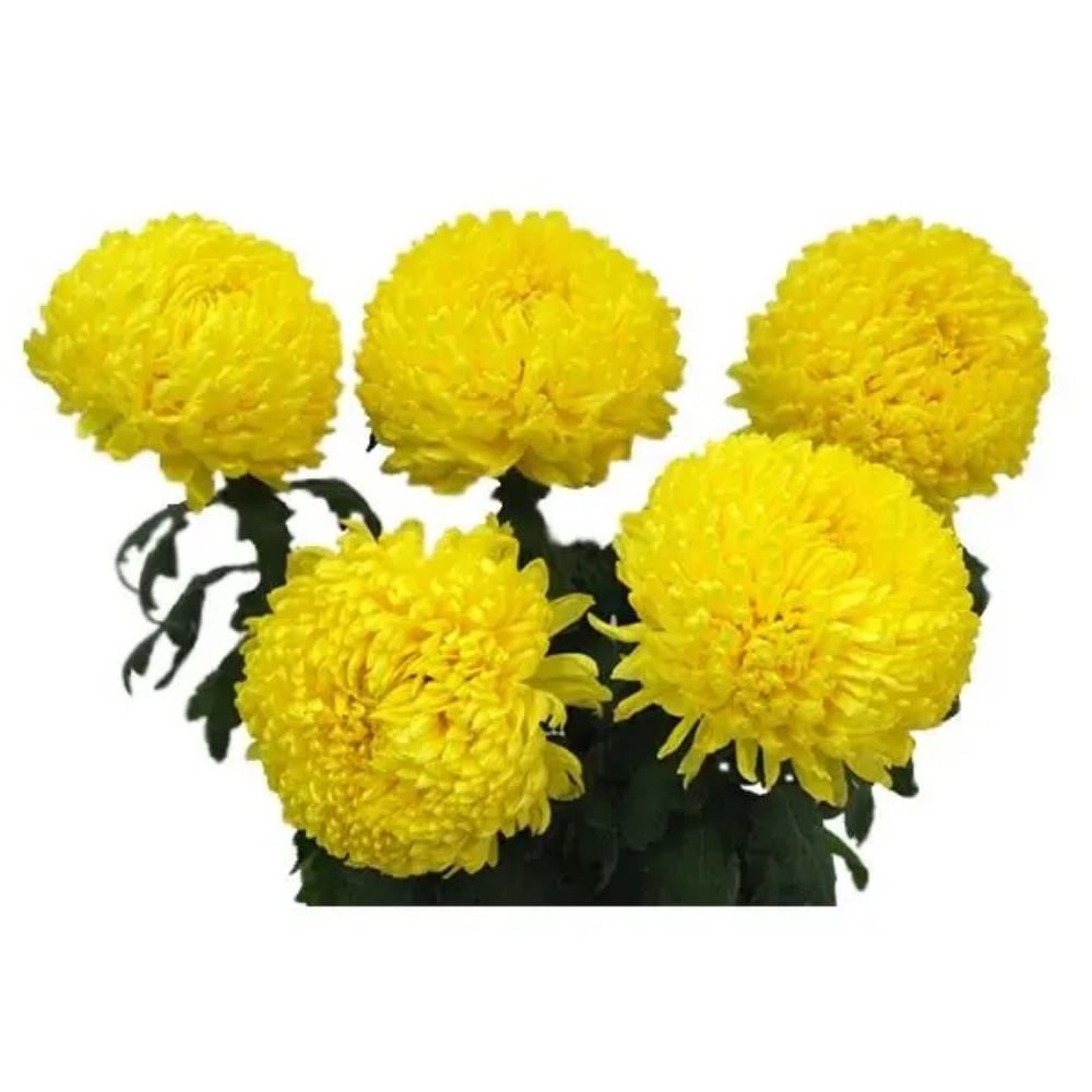 Хризантема (одноголова жовта)