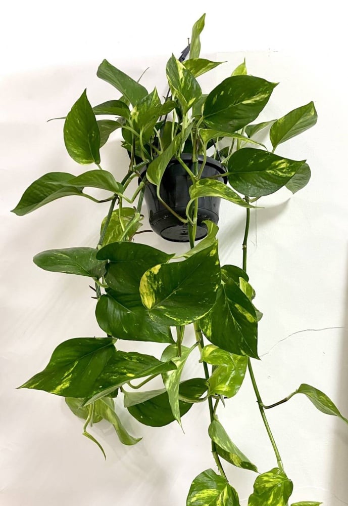 Епіпремнум