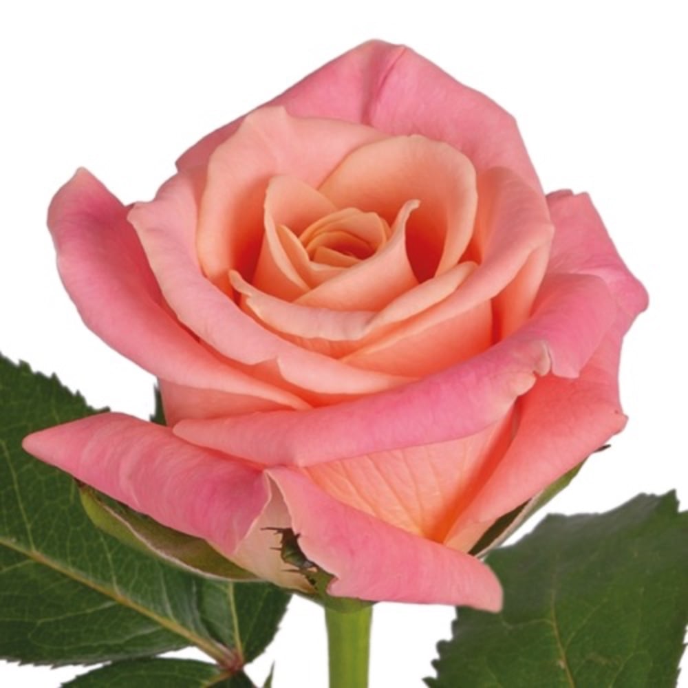 Міс Піггі 1 шт